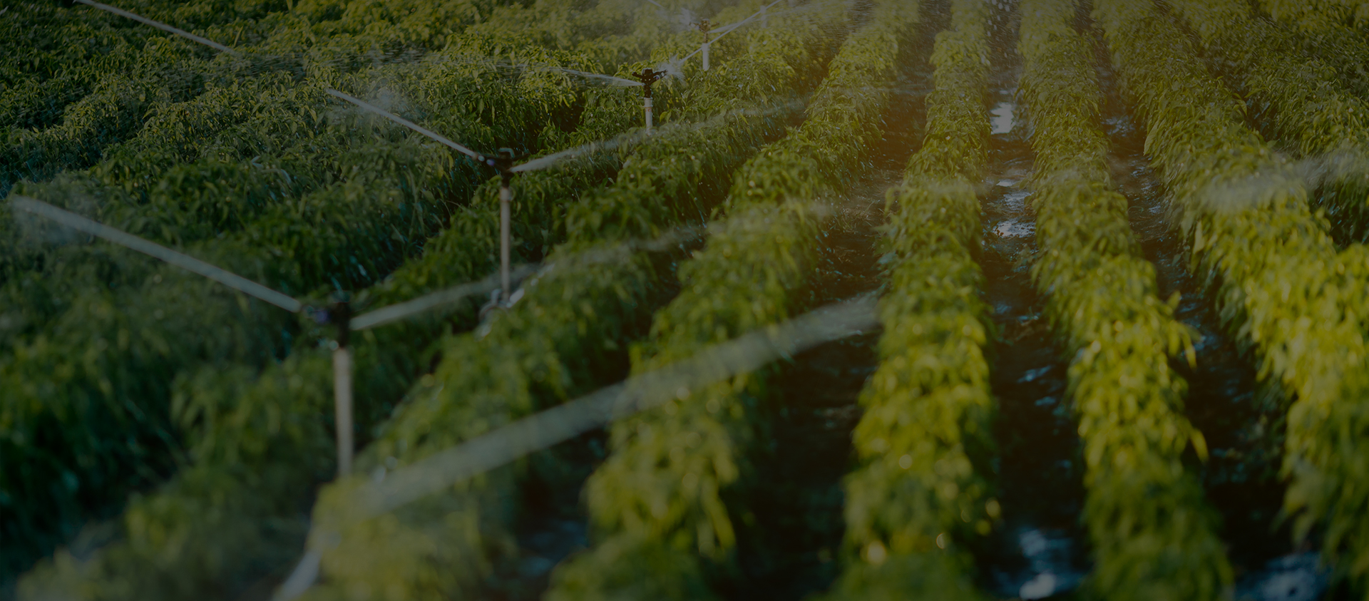 شركة ألاهوت (تشجيانغ) للتكنولوجيا المحدودة